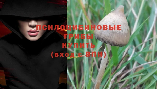 PSILOCYBIN Бородино