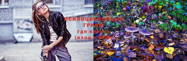PSILOCYBIN Бородино